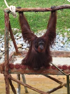 Orang Utan, Bukit Merah