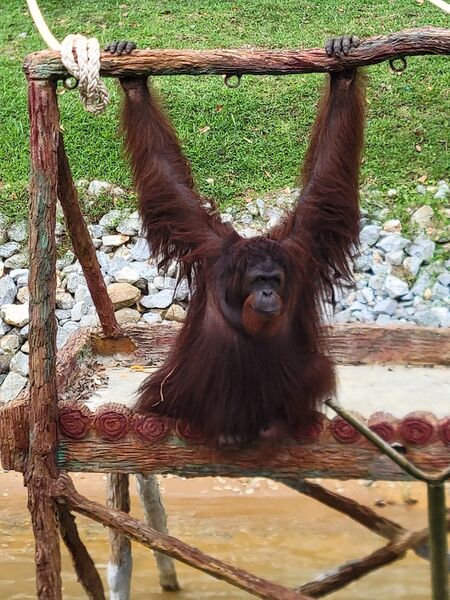 File:Orang Utan.jpg