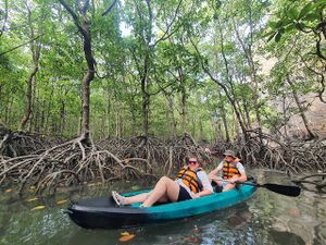 Kayak in Langkawi mangroves